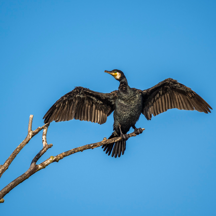 Vogelfotografie am Reinheimer Teich – sehen, hören, vorausahnen mit Uwe Statz